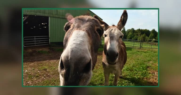 Lire la suite à propos de l’article Événements Troupeau du Bonheur 2025