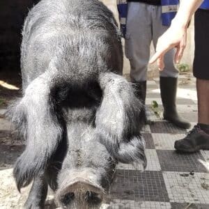 Alphonse dans son ancienne maison