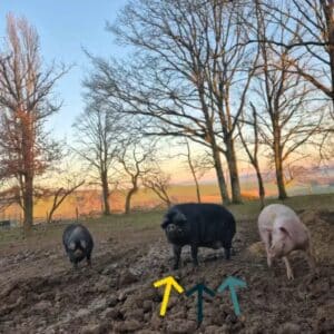 Arrivée dans le Troupeau du Bonheur