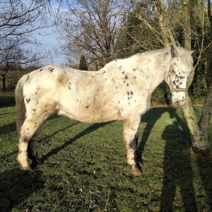 Playboy à son arrivée