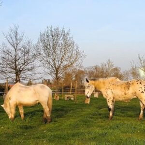 Derby et Playboy en mars 2026