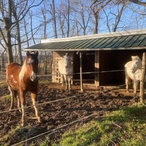 Nicou, Derby et Playboy en janvier 2025