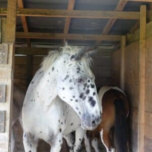 Playboy en septembre 2024