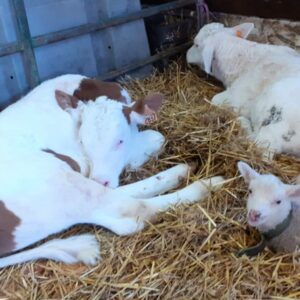 Noël à son arrivée