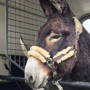 Arrivée à Terre de Rêves