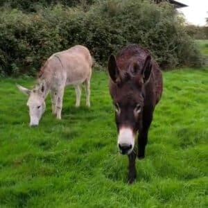 Marguerite et Franck