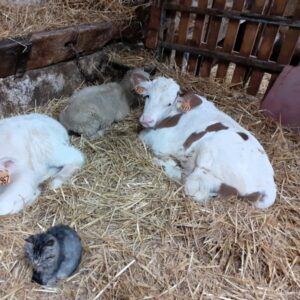 Noël à son arrivée