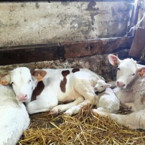 Noël à son arrivée