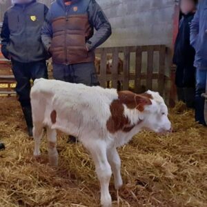 Noël à son arrivée