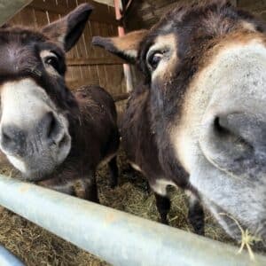 Diabolo & Poupette début 2026