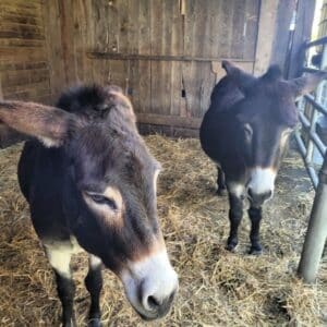 Poupette & Diabolo en 2024