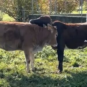 Zébulone et Zébuhope