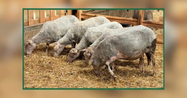 Lire la suite à propos de l’article [SAUVETAGES] 81 nouveaux ovins sous la protection de l’OABA : urgence en Meuse et nouveaux arrivants !